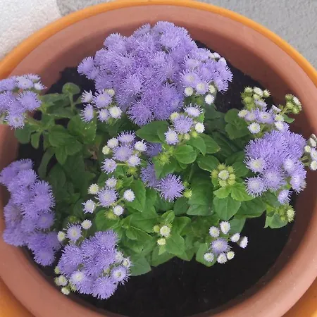 Paulina Lejlighed Kaštela